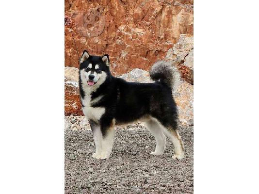 Κουτάβια malamute της Αλάσκας